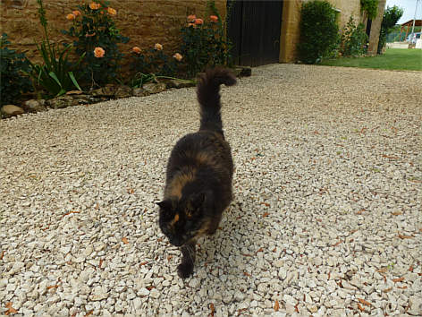 Petsinn - Un chat se promène sur le gravier de la cour